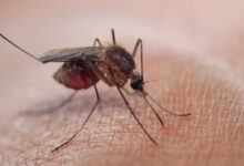 Preguntas y respuestas sobre el paludismo (malaria)