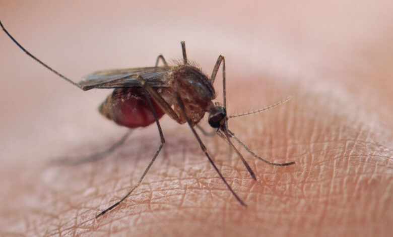 Preguntas y respuestas sobre el paludismo (malaria)