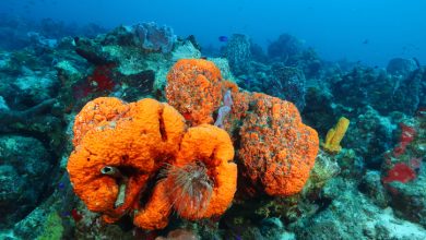 esponjas marinas que podrían combatir el Alzheimer y el Covid