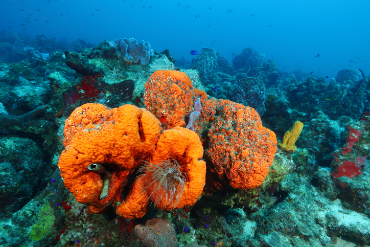 esponjas marinas que podrían combatir el Alzheimer y el Covid
