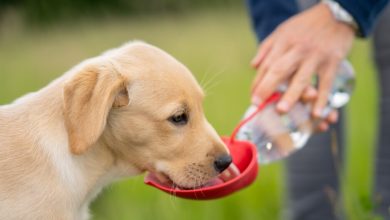 Consejos para refrescar a su perro durante la temporada de calor