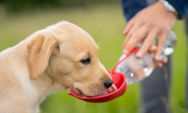 Consejos para refrescar a su perro durante la temporada de calor