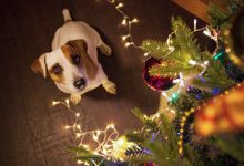 La dieta de las mascotas durante la Navidad