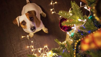 La dieta de las mascotas durante la Navidad