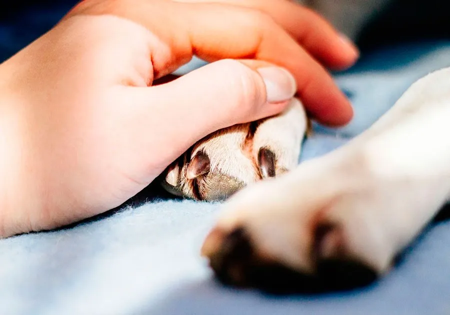 Grupos de apoyo ante la perdida de una mascota 1
