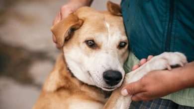 Todo lo que debes saber antes de adoptar una mascota 2