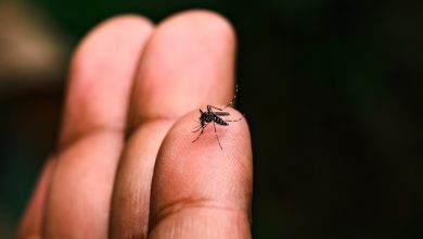 El dengue es una infección vírica. Los virus del dengue que transmiten al ser humano por la picadura de mosquitos infectados.