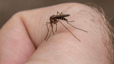 Prevención urgente del dengue