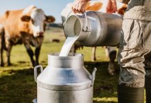 La FDA sigue investigando la presencia de HPAI en la leche en todas las etapas de producción para comprender mejor el riesgo.