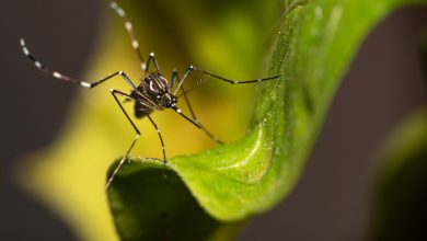 Dengue Puerto Rico