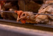 Salmonella
