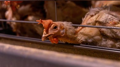 Salmonella