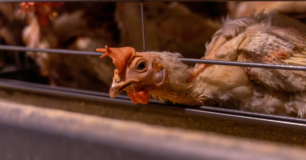 Salmonella