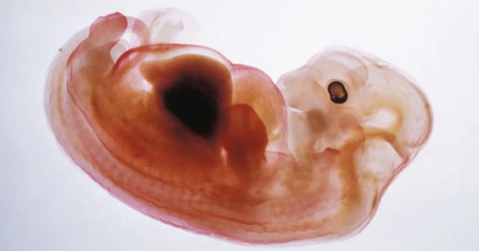 China desarrolla corazones con células humanas en embriones de cerdo: un paso clave hacia el trasplante del futuro