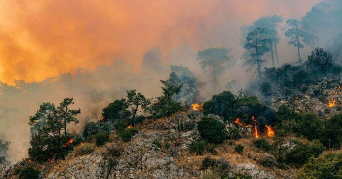 Humo de incendios forestales debilita el sistema inmunológico