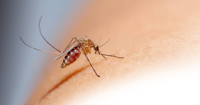 La malaria (o paludismo) es una enfermedad causada por un parásito Plasmodium, el cual es trasmitido por la picadura de un mosquito infectado