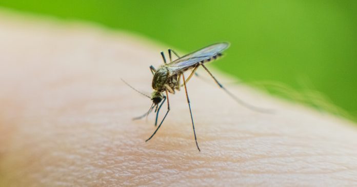  Científica descubre virus “buenos” en mosquito Aedes aegypti
