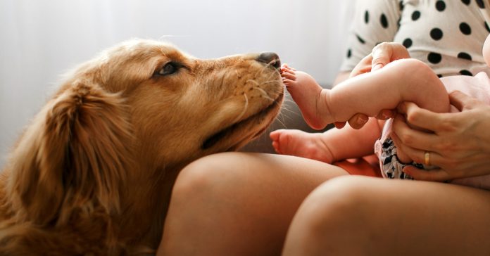 Cómo preparar a tu mascota para la llegada de tu bebé