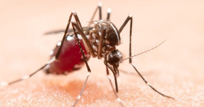 Nueva herramienta para la detección del dengue.