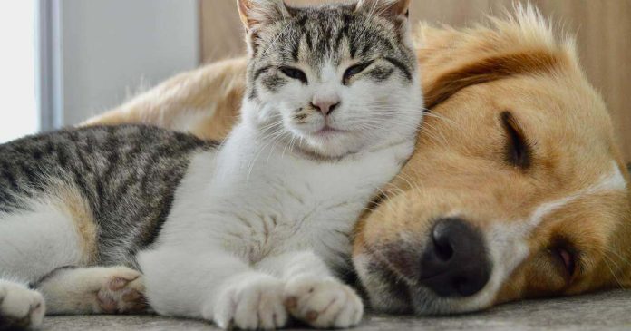 DS anunció hoy la celebración de eventos de vacunación gratuita contra la rabia para perros y gatos
