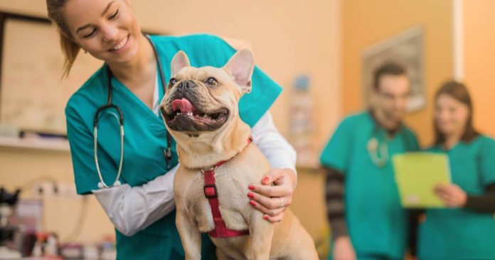 De las enfermedades más frecuentes que se producen en perros y gatos se encuentra la sarna, una condición que afecta principalmente la piel.