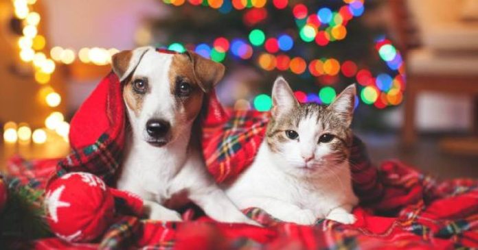 Generalmente en navidad se utiliza la pirotecnia para celebrar, sin medir las consecuencias que puede ocasionar a las mascotas.