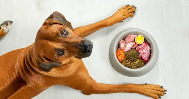 ¿Comida cruda o dieta casera? Claves para alimentar mejor a tu mascota