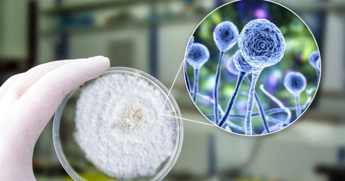 Brote del virus Nipah en India enciende alertas sanitarias en Asia