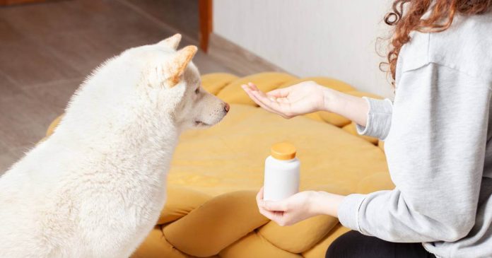 Los suplementos nutricionales para mascotas se han popularizado debido a su amplia variedad y proporciones para mejorar la salud.