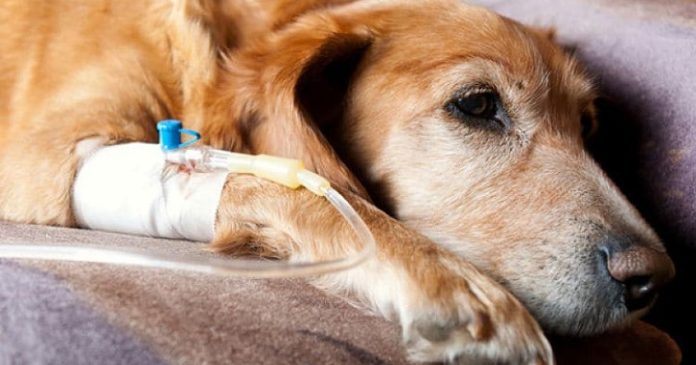 Cáncer en perros y gatos: claves para reconocerlo a tiempo y mejorar su pronóstico
