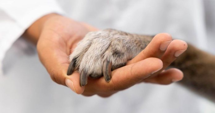 La eutanasia en animales es un procedimiento que en diversos casos puede ser un poco difícil, pero hace parte de la práctica veterinaria.