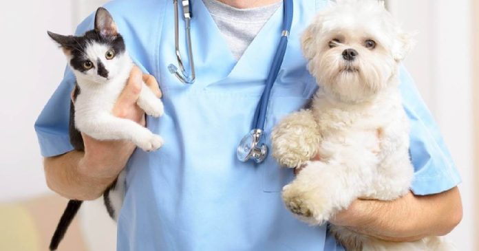 El último sábado del mes de abril se celebra el Día Mundial del Veterinario, una fecha que está dedicada a reconocer y destacar su labor.