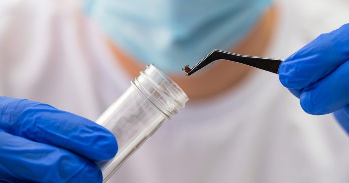 Enfermedad de Lyme: una infección silenciosa que puede afectar articulaciones, cerebro y corazón
