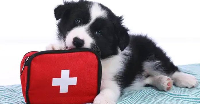 Las mascotas forman parte integral de muchas familias, es importante contar con un plan bien estructurado ante situaciones de emergencia.