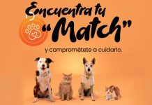 Salud lanza campaña de adopción y bienestar animal DS Animales