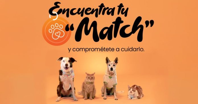 DS Animales