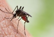 Chikungunya podría expandirse a nuevas regiones del mundo por el cambio climático, advierte estudio científico