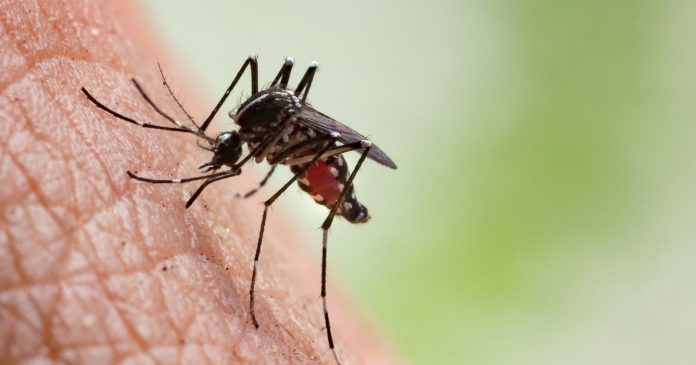Chikungunya podría expandirse a nuevas regiones del mundo por el cambio climático, advierte estudio científico