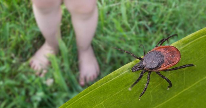 Los sistemas de salud en EE. UU. estan en alerta ante un repunte de casos del virus Powassan, una enfermedad transmitida por garrapatas.