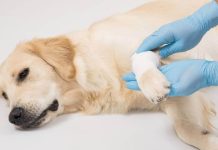 Pasos para identificar si una mascota ha sido envenenada Tener una mascota implica estar atento a diferentes factores en el día a día, desde su cuidado, estado de salud y prevención de condiciones.
