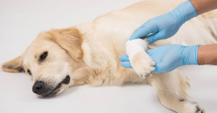 Tener una mascota implica estar atento a diferentes factores en el día a día, desde su cuidado, estado de salud y prevención de condiciones.