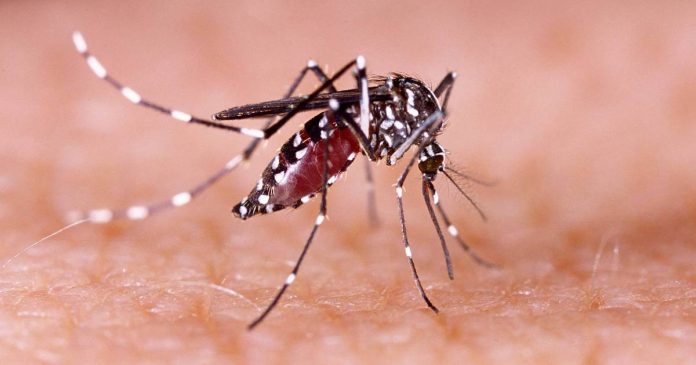 El dengue es una enfermedad transmitida por un mosquito Aedes aegypt, que, durante años ha sido objeto de numerosos mitos.