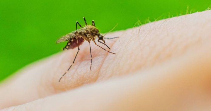 Techos Pa’ Mi Gente (TPMG), realizará una Feria de Salud y Ciencia dirigido a educar a la comunidad sobre el control del dengue.