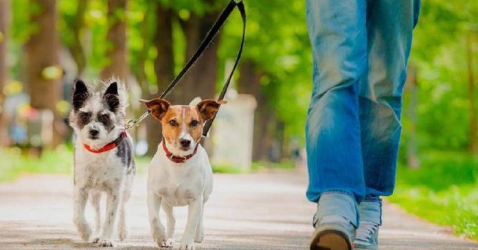 Una mascota implica una gran responsabilidad por parte de sus dueños, entre ellas, elegir el lugar adecuado, seguro para hospedarla.