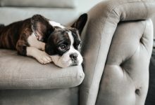 El primer paso para prevenir esta enfermedad es la vacunación, ya que reduce considerablemente las probabilidades de que la mascota contraiga la enfermedad