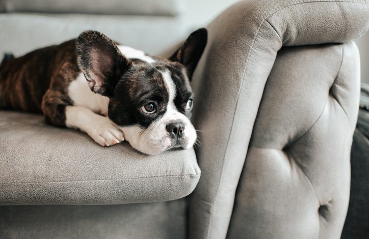 El primer paso para prevenir esta enfermedad es la vacunación, ya que reduce considerablemente las probabilidades de que la mascota contraiga la enfermedad