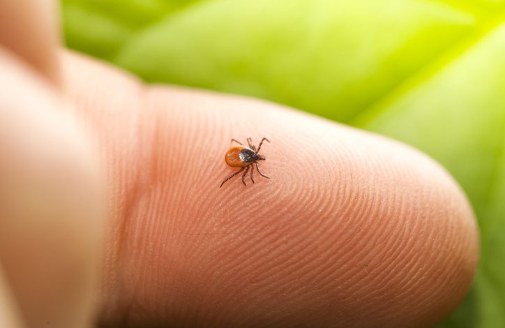 La enfermedad de Lyme es causada por la bacteria Borrelia. Recientemente, la joven modelo compartió su estado de salud con esta condición.