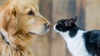 Seguro de salud para las mascotas