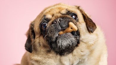 La obesidad en las mascotas